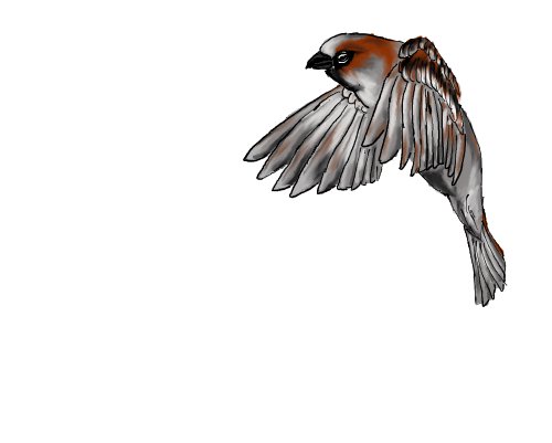 500x401 Sparrow Sketch By Ickydog - Sparrow Sketch