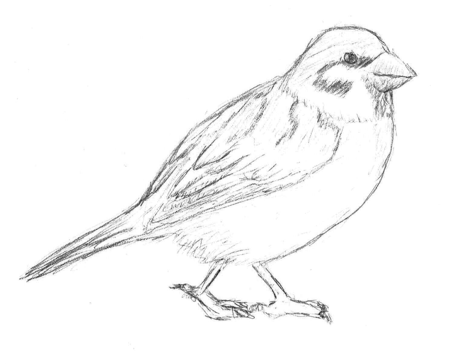1484x1204 Sparrow Sketch Weasyl - Sparrow Sketch