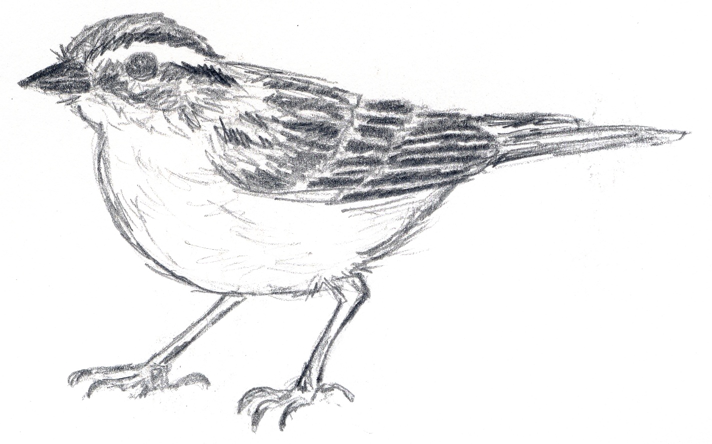 1423x889 Symbol Sparrow Judith Monroe - Sparrow Sketch