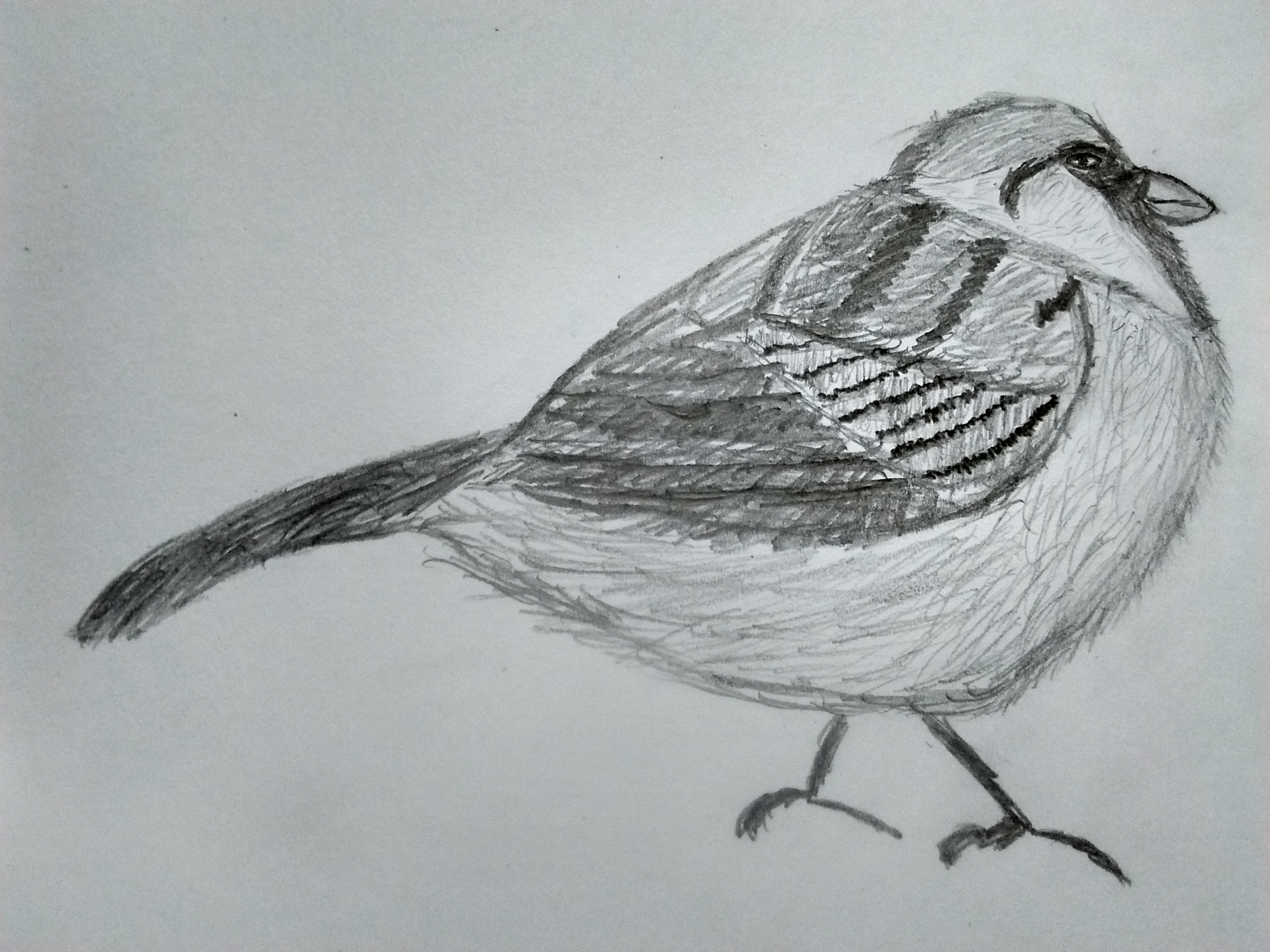 2560x1920 Another Sparrow Sketch - Sparrow Sketch