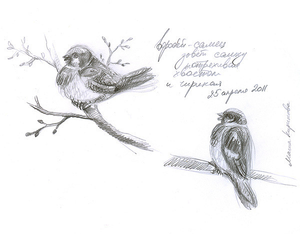 600x468 Male Sparrow Sketch I Could Not Stop Myself From Drawing - Sparrow Sketch