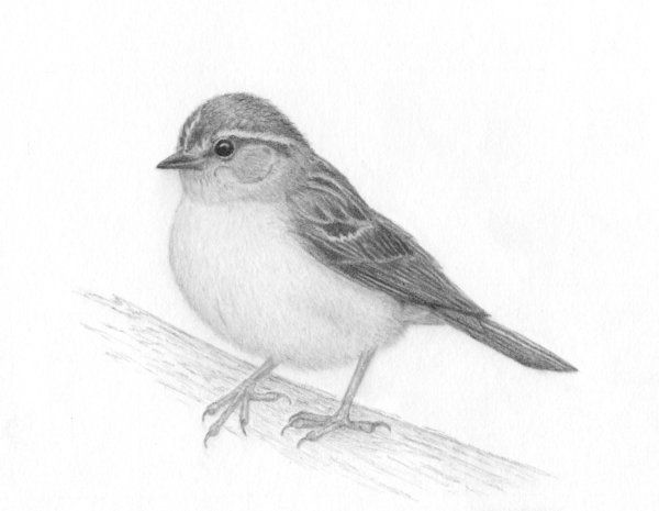 600x465 Sparrow Drawing - Sparrow Sketch