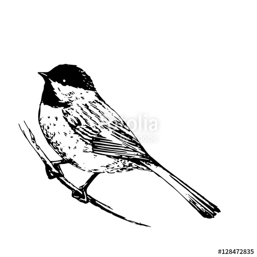 500x500 Sketch Tattoo Sparrow On A Branch Stock Image And Royalty Free - Sparrow Sketch Tattoo