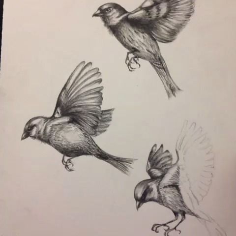 480x480 Sparrow Drawing Tattoo - Sparrow Sketch Tattoo