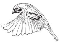 200x150 Sparrow Sketch Inked Tattoos + Art For Inspiration - Sparrow Sketch Tattoo