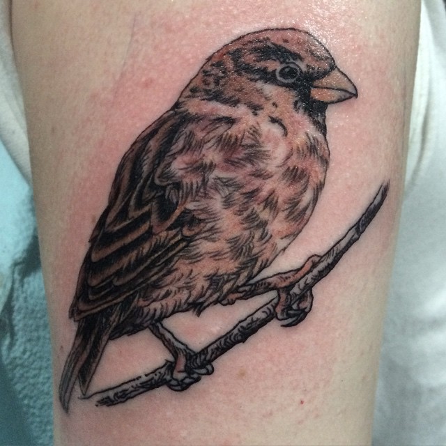 640x640 Cute Sparrow Tattoo Designs Amp Meanings - Sparrow Sketch Tattoo