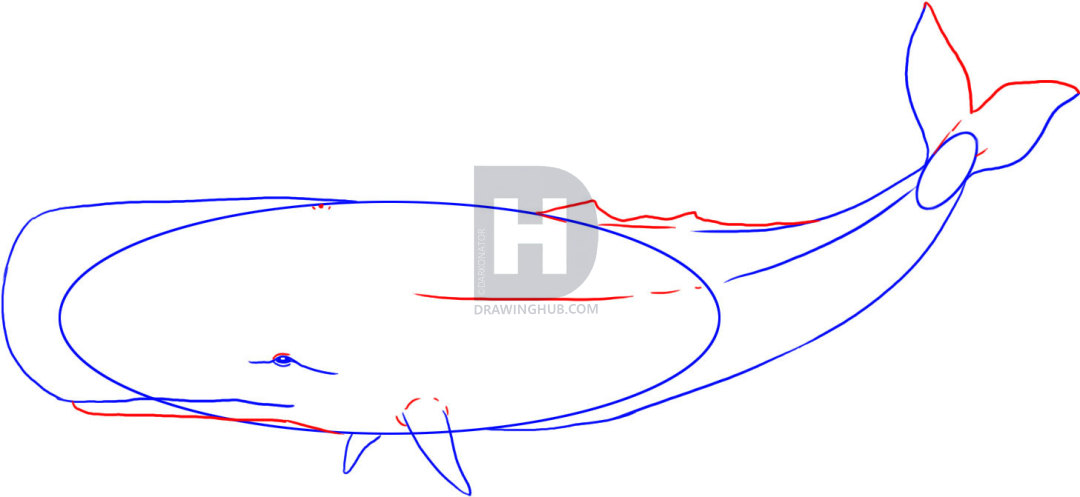 1080x497 How To Draw A Sperm Whale, Step By Step, Drawing Guide, By - Sperm Whale Sketch