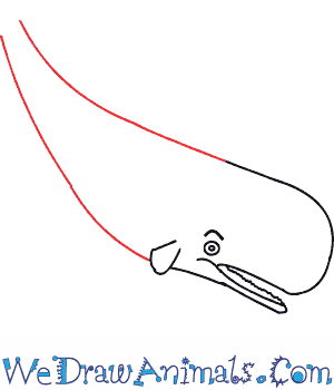 300x350 How To Draw A Sperm Whale - Sperm Whale Sketch