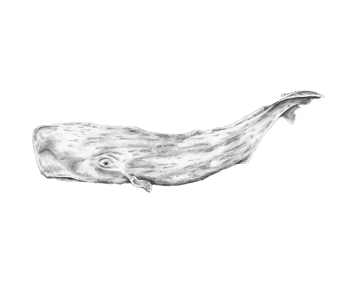 718x575 Sperm Whale Art Print - Sperm Whale Sketch