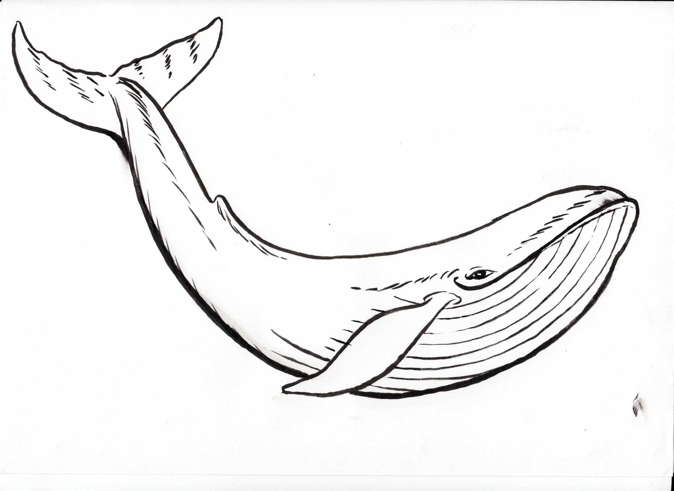 sperm whale Draw