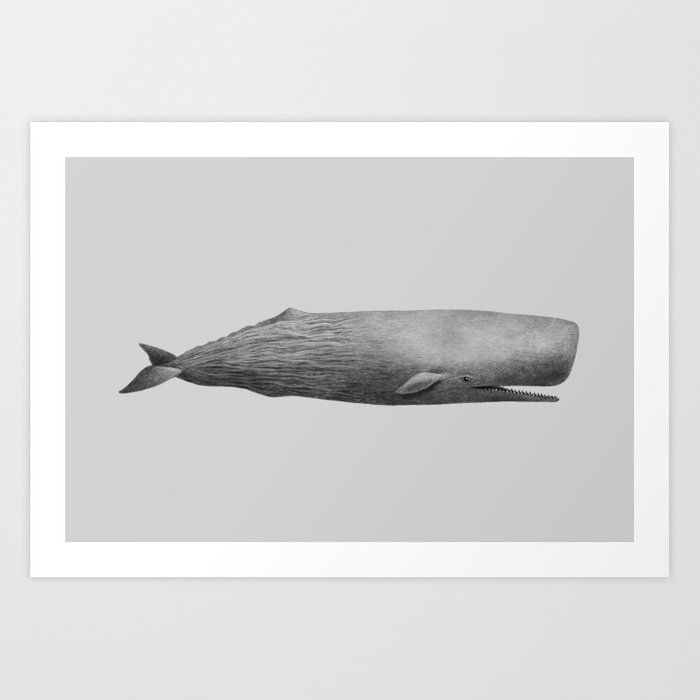 700x700 Sperm Whale Study Art Print By Igo2cairo Society6 - Sperm Whale Sketch