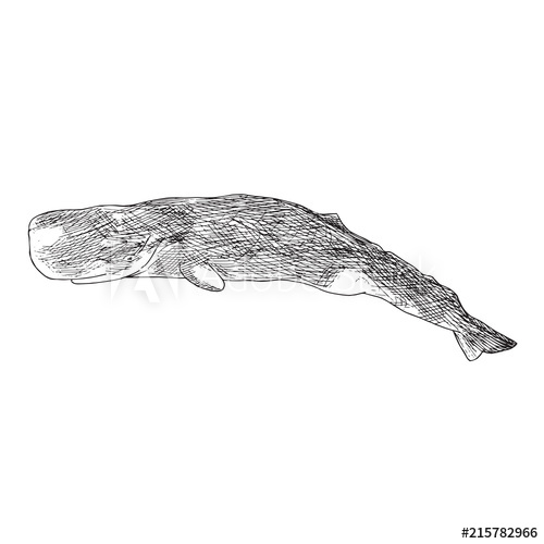 500x500 Sperm Whale, Hand Drawn Doodle, Sketch, Vector Outline - Sperm Whale Sketch