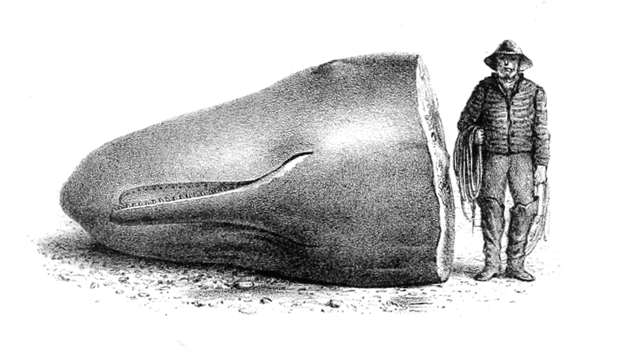900x516 Sperm Whale.jpg - Sperm Whale Sketch