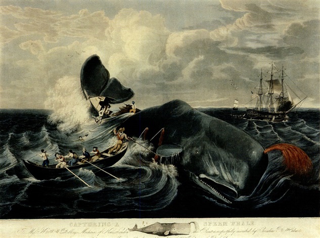 633x470 Capturing A Sperm Whale From A Sketch By C.b. Hulsart By William - Sperm Whale Sketch