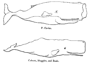 300x210 Collection Of Free Whale Drawing Sperm. Download On Ubisafe - Sperm Whale Sketch