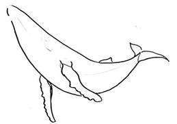259x181 Download Humpback Whale Line Drawing Clipart Line Art Sperm Whale - Sperm Whale Sketch