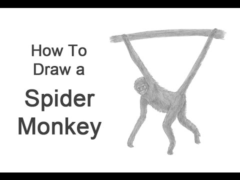 480x360 How To Draw A Spider Monkey - Spider Monkey Sketch