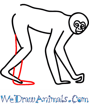 300x350 How To Draw A Spider Monkey - Spider Monkey Sketch