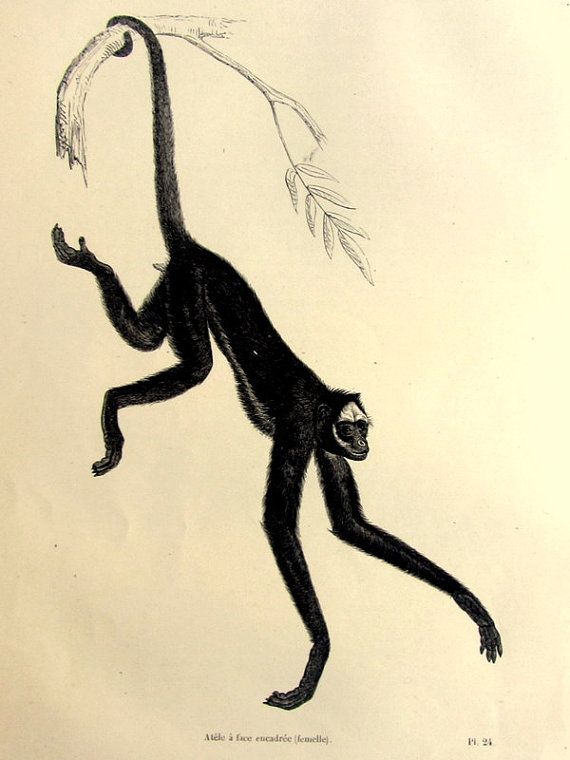 570x760 Original Beautiful Antique Spider Monkey By Lyranebulaprints - Spider Monkey Sketch