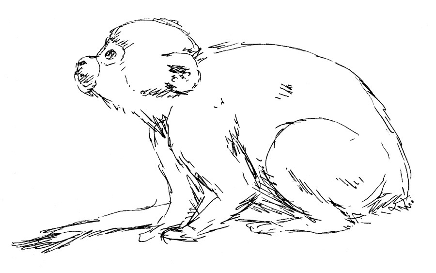 900x563 Pants Weather Press Spider Monkeys In Okinawa - Spider Monkey Sketch