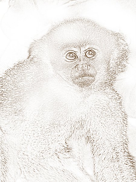 450x600 Spider Monkey Coloring Page - Spider Monkey Sketch