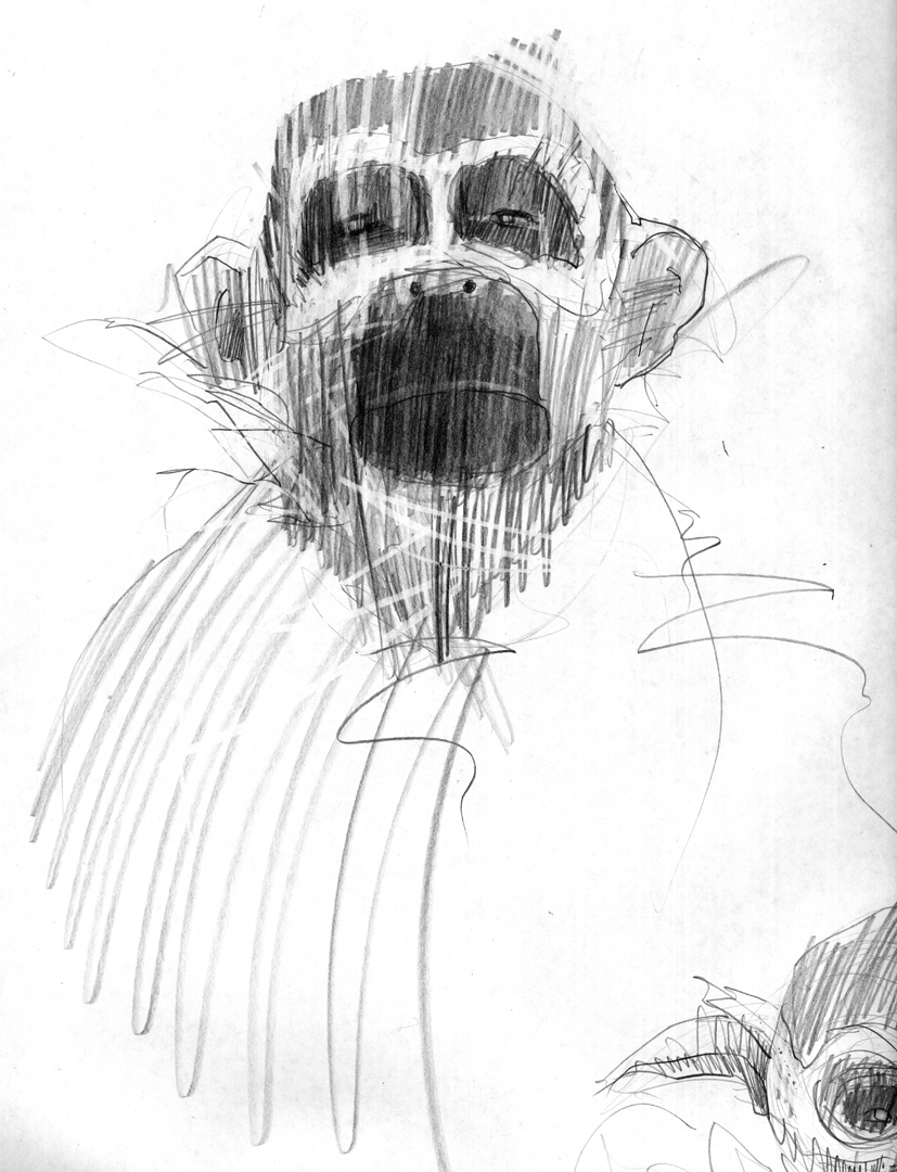 827x1080 Spider Monkey Sketch Sketches Anthony Granato - Spider Monkey Sketch