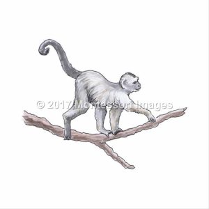 300x300 Spider Monkey - Spider Monkey Sketch