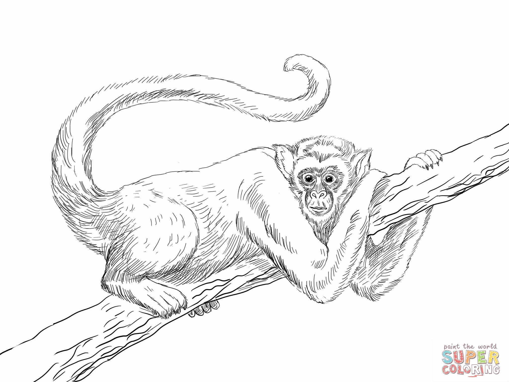 2048x1536 Hanging Spider Monkey Coloring - Spider Monkey Sketch