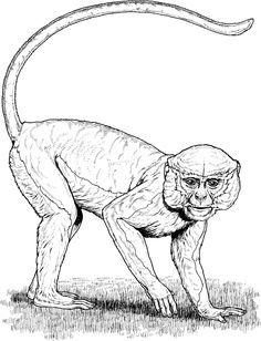 236x308 Spider Monkey Coloring Pages For Kids Coloring Pages - Spider Monkey Sketch