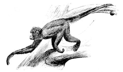 420x246 Spider Monkey Skeletal System.html In - Spider Monkey Sketch