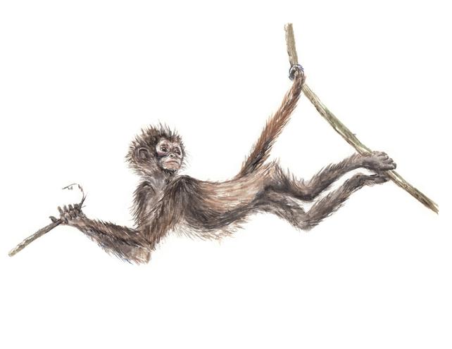 642x496 Cute Spider Monkey Swinging From Branches Limited Edition Etsy - Spider Monkey Sketch