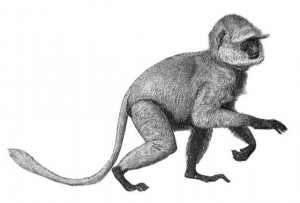 300x203 God And Man And Monkey - Spider Monkey Sketch