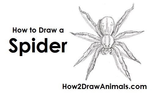 500x315 How To Draw A Spider - Spider Sketch