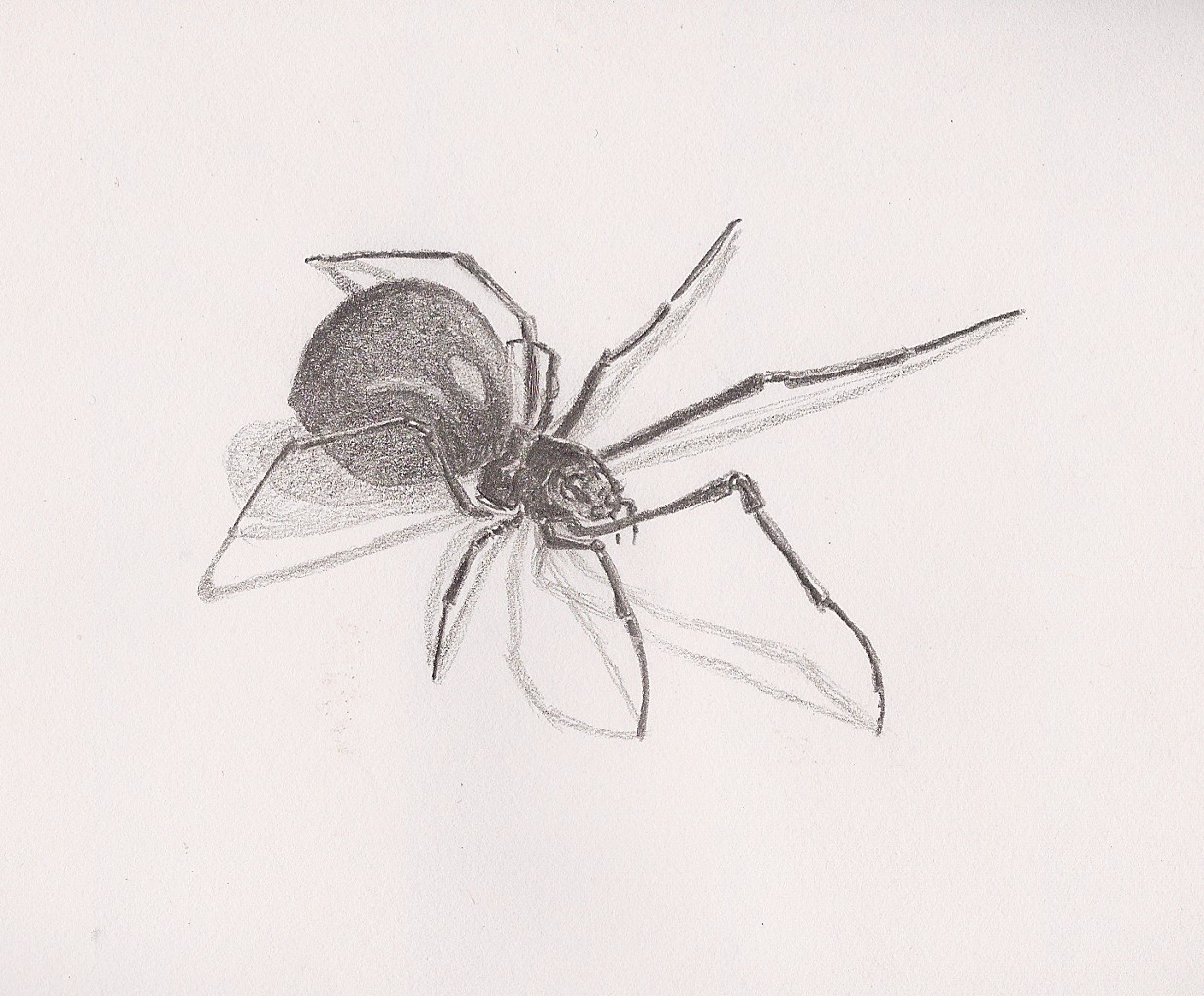 1238x1024 Sketch A Day 2011 October 30, 2011 - Spider Sketch