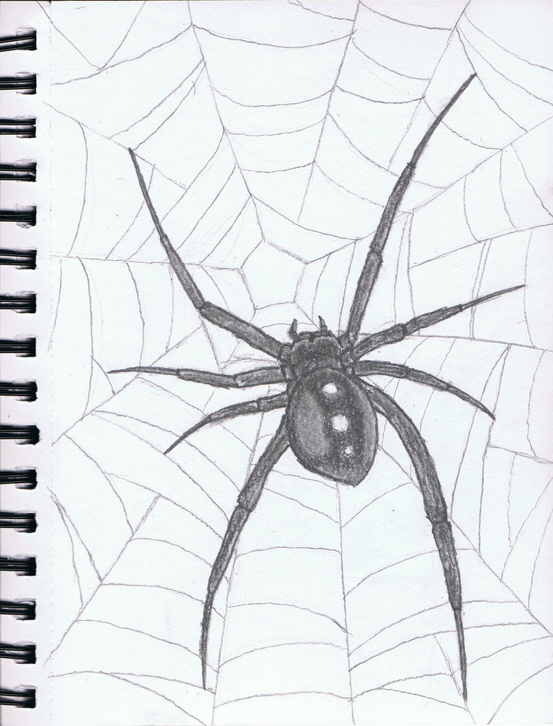 Картинки нарисованного паука. Паук рисунок. Паук для рисования. Рисование большого паука. Паук карандашом.