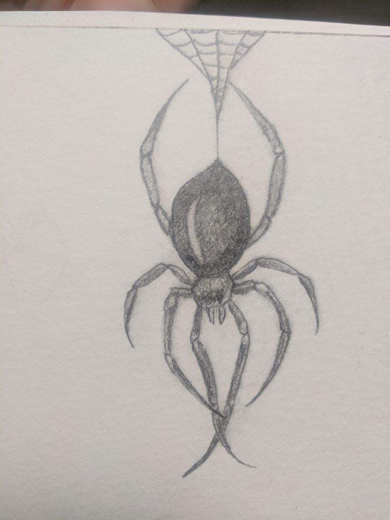 768x1024 Spider Sketch Art Amino - Spider Sketch