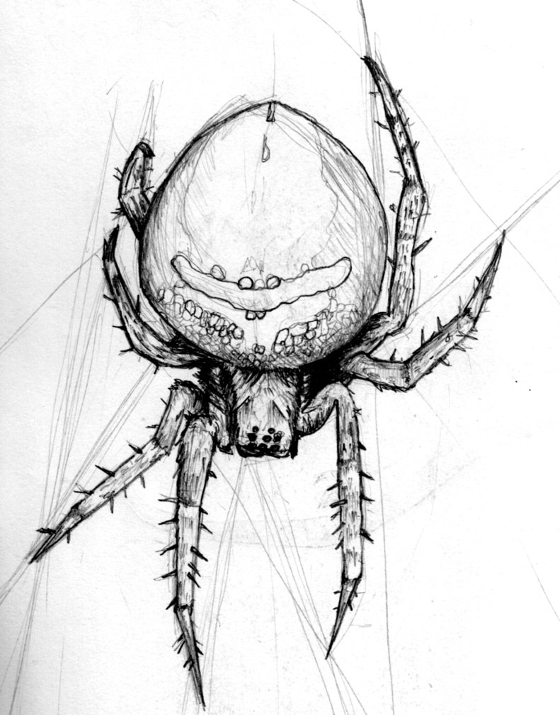 791x1010 Spider Sketch By Gogglesofescape - Spider Sketch