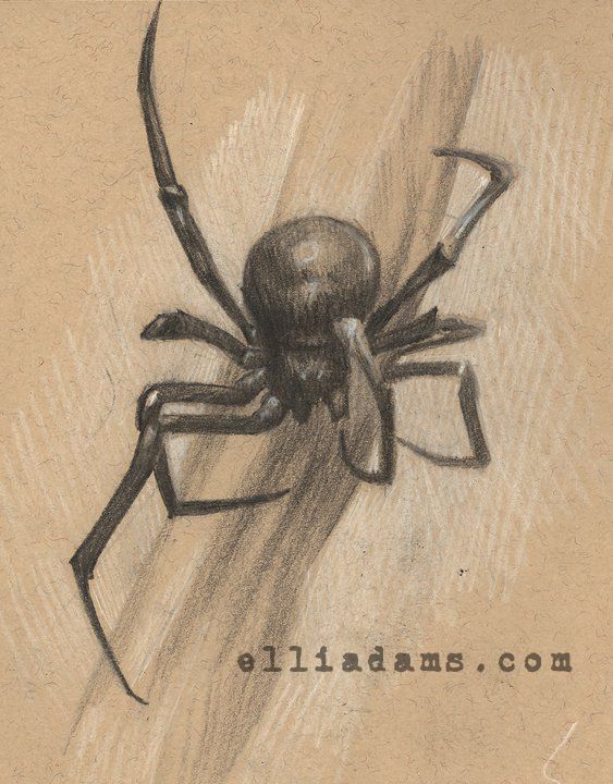 563x720 Spider Sketch From An Old Sketchbook. Colored Pencil On Toned - Spider Sketch