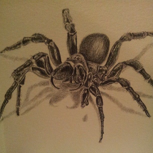 612x612 Sydney Funnel Web Spider. 2b Pencil Sketch Badass Art - Spider Sketch