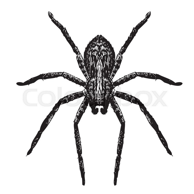800x800 Freehand Sketch Illustration Of Spider, Doodle Hand Drawn Stock - Spider Sketch