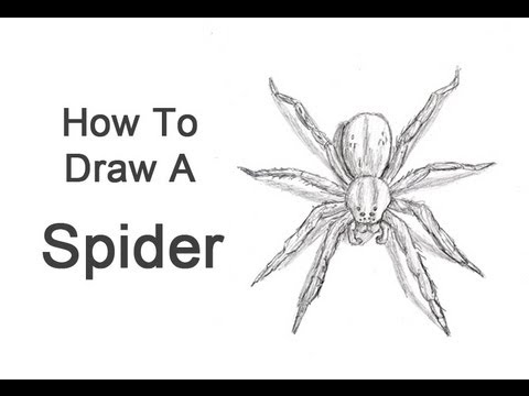 480x360 How To Draw A Spider - Spider Sketch