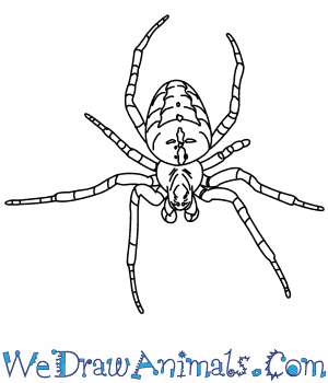 300x350 How To Draw A Garden Spider - Spider Sketch Easy