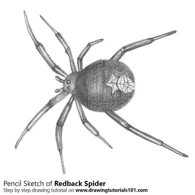 800x800 Redback Spider Pencil Drawing - Spider Sketch Easy