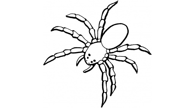 650x360 Spider Shape Template - Spider Sketch Easy