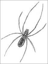 158x209 Spider Web Drawing - Spider Sketch Easy