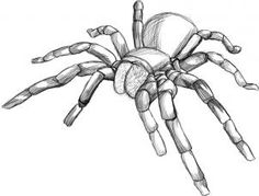 236x179 Draw A Spider Drawing Tutorials Step By Step - Spider Sketch Easy