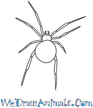 300x350 How To Draw A Spider - Spider Sketch Easy