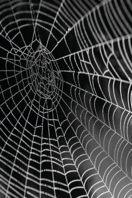 Spider Web Sketch at PaintingValley.com | Explore collection of Spider ...