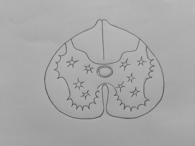 640x480 Draw It Neat How To Draw Ts Of Spinal Cord - Spinal Cord Sketch