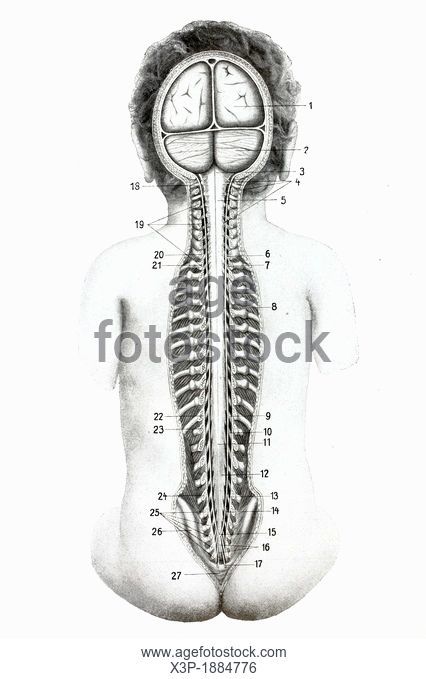 426x679 Drawing The Spinal Cord Stock Photos And Images Age Fotostock - Spinal Cord Sketch